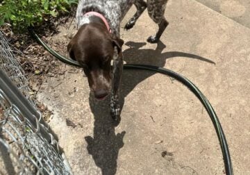 German Shorthair Pointer – Young Female