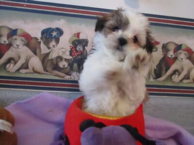 Shichon Puppies for sale