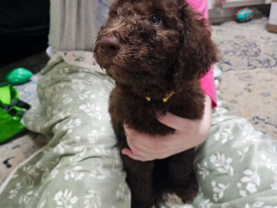 F2b Goldendoodle puppies