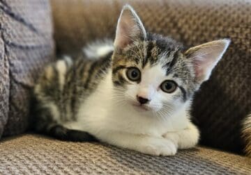 Friendly male kitten