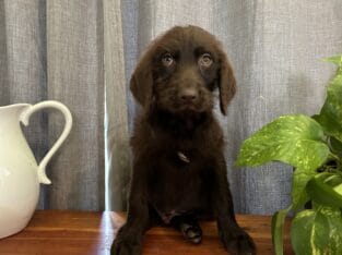Labradoodle Puppies