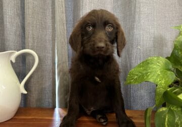 Labradoodle Puppies