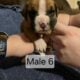 AKC Boxer Puppies for sale