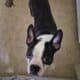 FREE BOSTON TERRIER TO GOOD HOME