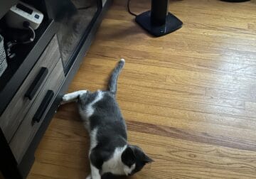Free Cat to a great home