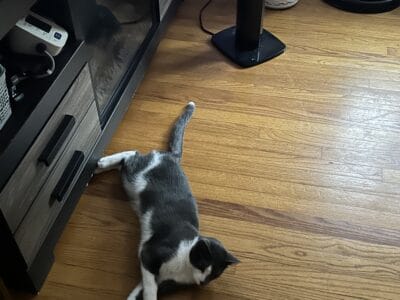 Free Cat to a great home