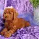 sweet Little Mini Golden doodle Girly