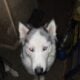 Re-homing 2 year old male husky