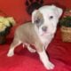 American Staffordshire Terrier Bully UKC/ABR