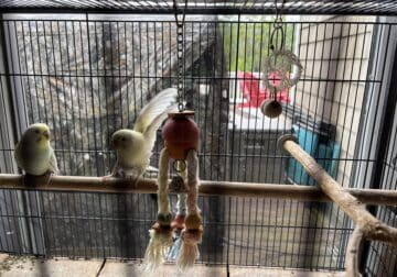 Free Budgies