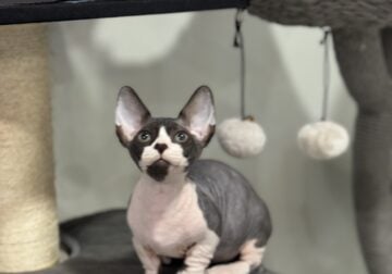 SPHYNX KITTENS BAMBINOS ELFS AND DWELFS