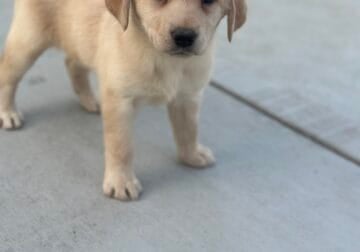 Labrador Retriever Puppies Yellow Silver, Charcoal