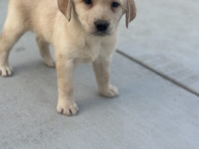 Labrador Retriever Puppies Yellow Silver, Charcoal