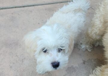 So cute, but need homes.