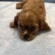 Pure bred King Charles Cavalier Spaniel puppies
