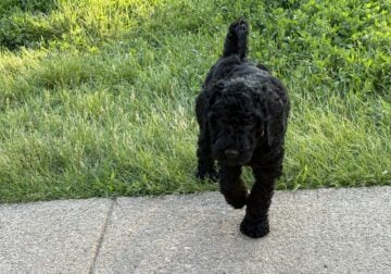 Golden Doodle puppies for sale