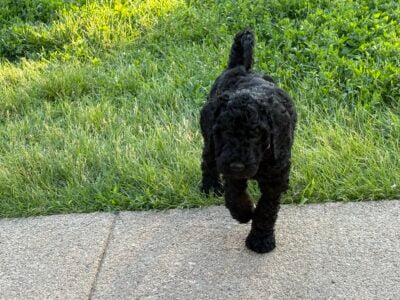Golden Doodle puppies for sale