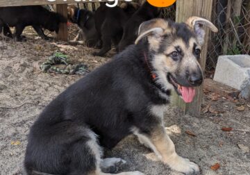 Akc German Shepherd puppies