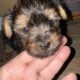 Male yorkie reduced