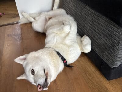 Loki 4