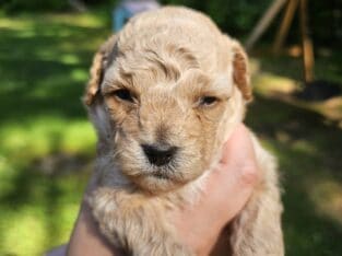 Maltipoo liter