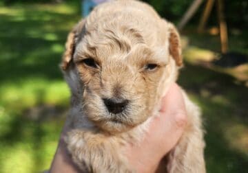Maltipoo liter