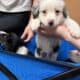 Australian Shepherds for Sale