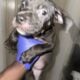 Tri bully pitbull puppies