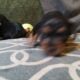Dachshund Chihuahua mix