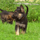 Amarillo – German Shepherd Dog puppy