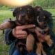 Small Loving Puppies Need Good Homes