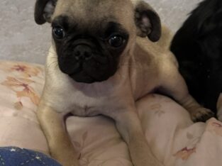 Pug Male