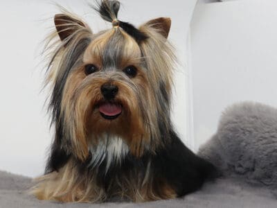 AKC Pippin