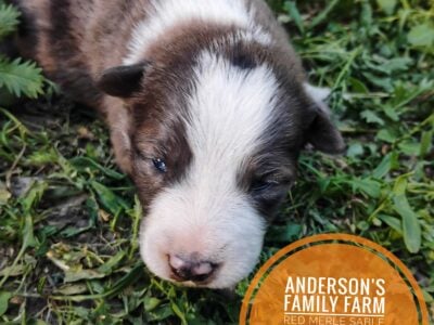 Miniature Australian Shepherd English shepherd