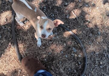 2 male Chihuahua puppies