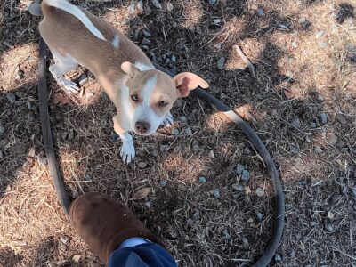 2 male Chihuahua puppies