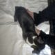XL American Bully x APBT puppies!