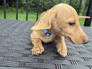 Mini Dachshund Puppies