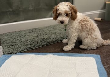 Mini Golden doodle puppy