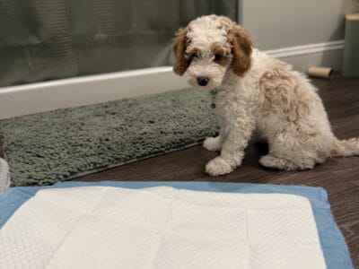 Mini Golden doodle puppy
