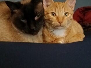 Orange Tabby Kitten