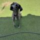 Great Dane