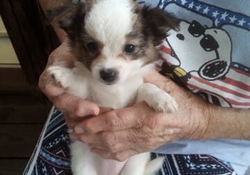 Beautiful Chorkie & Chihuahua pups!