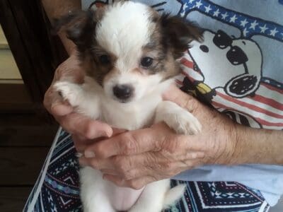 Beautiful Chorkie & Chihuahua pups!