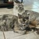 Maine Coon Polydactyl Orange Tabby Male