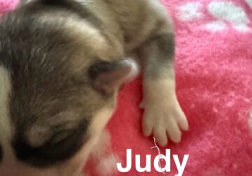 Judy – Siberian husky
