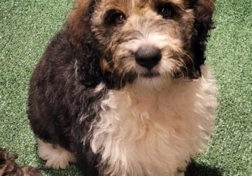 Bernedoodles – F1 standard size