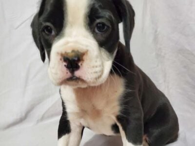 Purebred Boxer puppy Miss. Louise