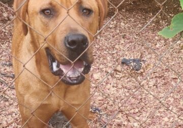 “Looking for a Knockout Companion? Meet Tyson!”