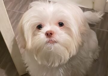 1 year old shihtzu for sale